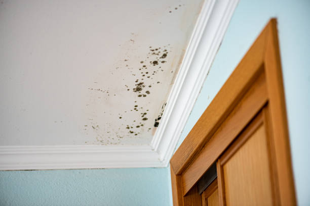 Best Attic Mold Remediation in Brookston, IN