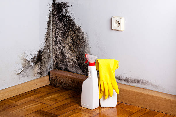 Best Residential Mold Remediation in Brookston, IN