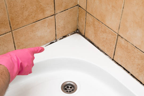 Best Kitchen Mold Remediation in Brookston, IN